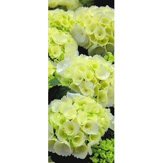 2Lif Banner Danielle 75 cm x 180 cm