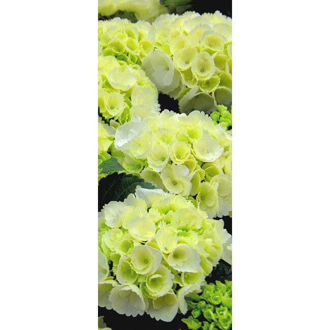 2Lif Banner Danielle 75 cm x 180 cm