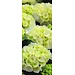 2Lif Banner Danielle 75 cm x 180 cm