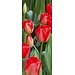 2Lif Banner Aileen 75 cm x 180 cm