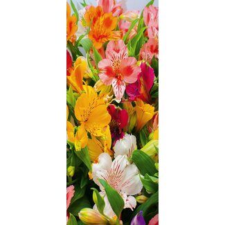 2Lif Banner Krista 75 cm x 180 cm