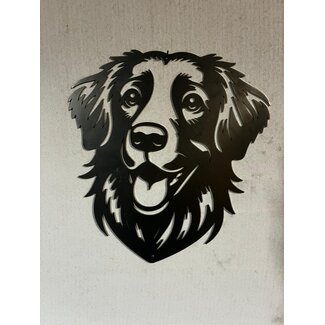 Nova Scotia duck tolling retriever (toller)