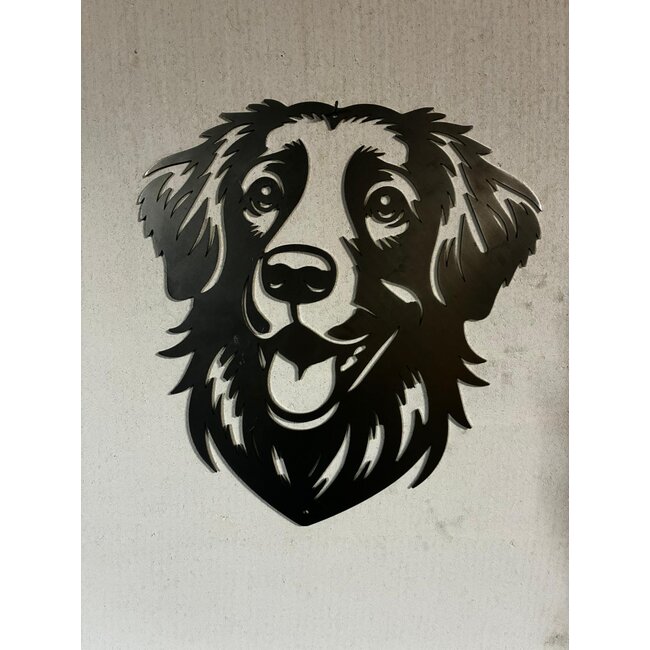 Nova Scotia duck tolling retriever (toller)