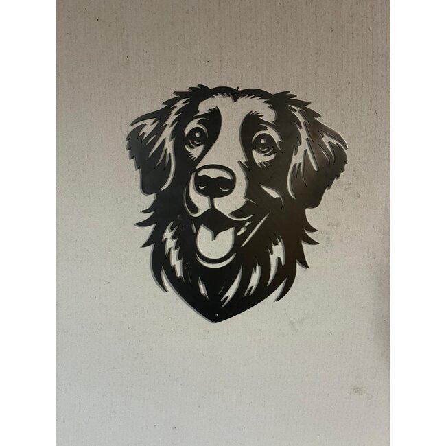 Nova Scotia duck tolling retriever (toller)