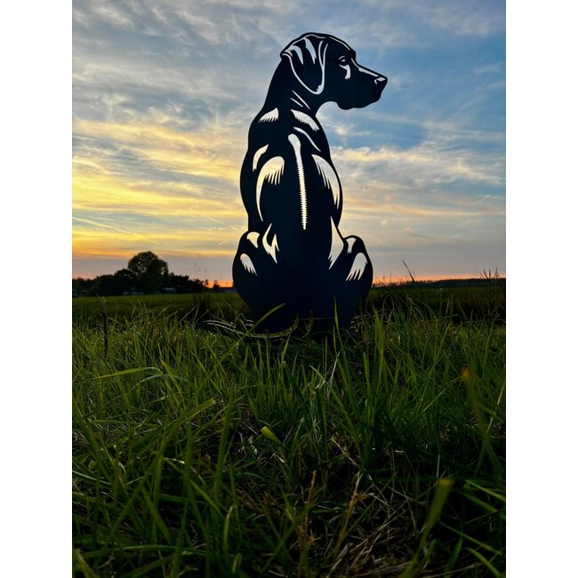 Rhodesian Ridgeback- Levensecht