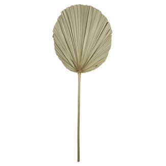 Mars & More *palmblad tak gedroogd 50cm*