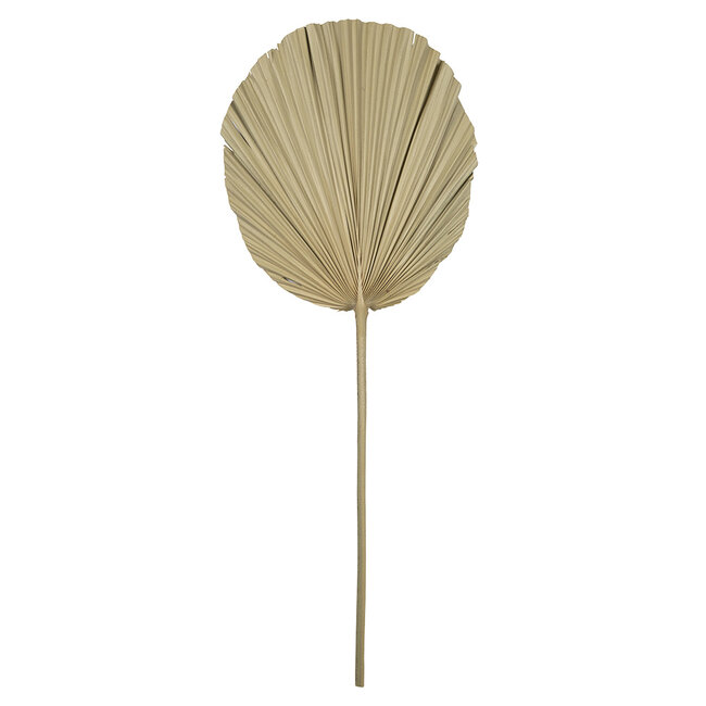 Mars & More *palmblad tak gedroogd 50cm*