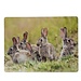 Mars & More Placemat Konijnen familie 30x40cm (set van 4)
