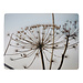 Mars & More placemat natuur berenklauw 30x40cm (4)