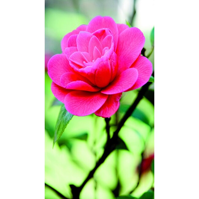 2Lif Desiree Outdoor TextielPoster fotoprint 95x170cm