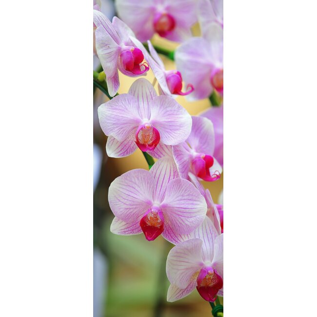 2Lif Banner Maaike 75 cm x 180 cm