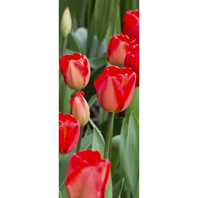 2Lif Banner Aileen 75 cm x 180 cm