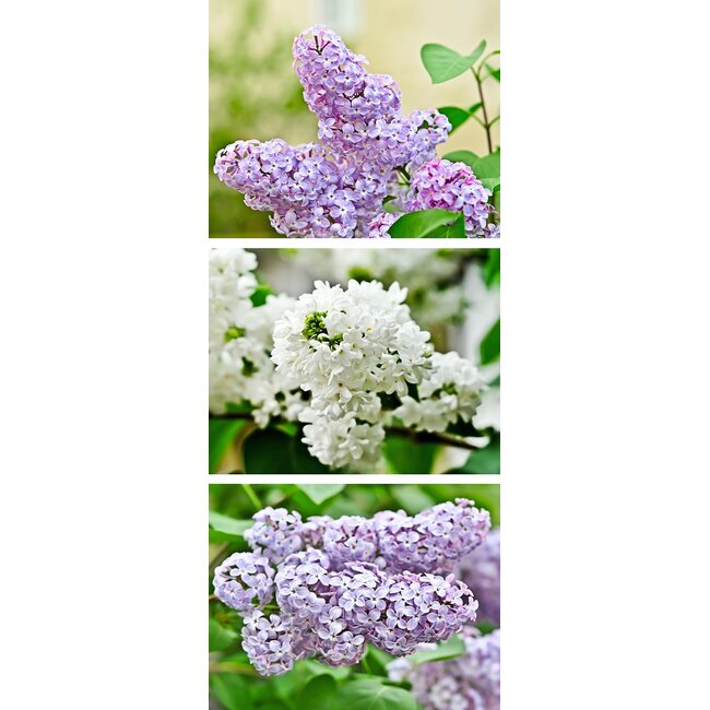 2Lif Banner Emily 75 cm x 180 cm