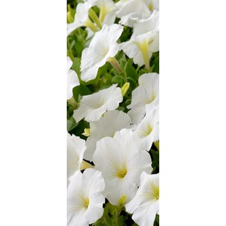 2Lif Banner Colette 75 cm x 180 cm