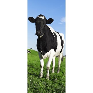 2Lif Banner Bella 75 cm x 180 cm