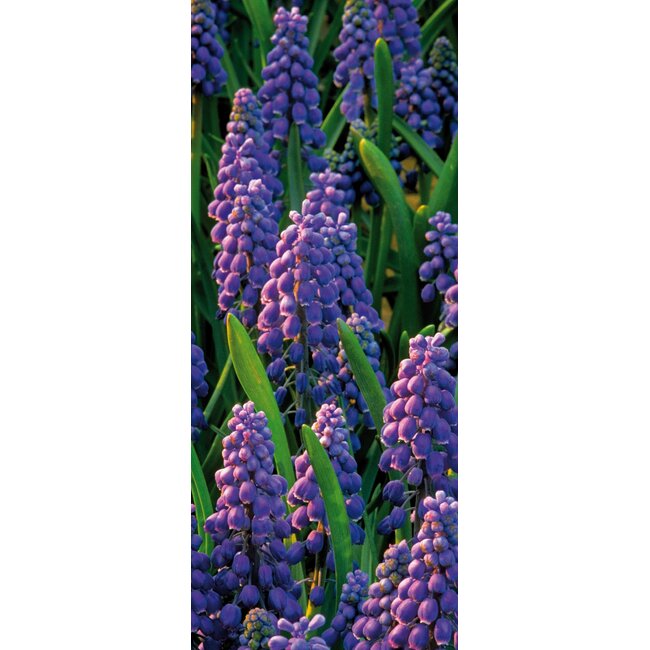 2Lif Banner Muscari Banner 75x180 cm