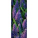 2Lif Banner Muscari Banner 75x180 cm