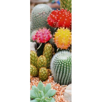 2Lif Banner Cactus 75 cm x 180 cm