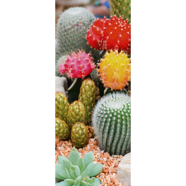 2Lif Banner Cactus 75 cm x 180 cm