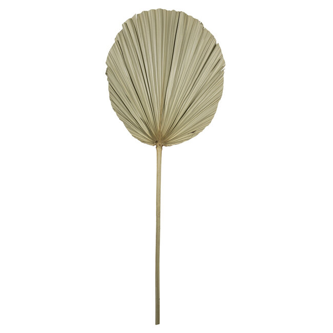 Mars & More *palmblad tak gedroogd 50cm*