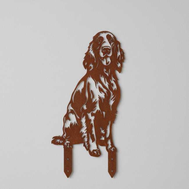 Ierse setter - Levensecht