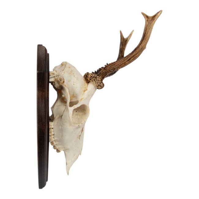 Mars & More trofee schedel reebok op hout 20cm