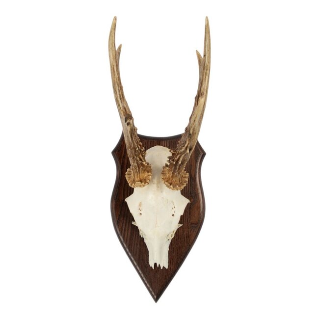 Mars & More trofee schedel reebok op hout 20cm