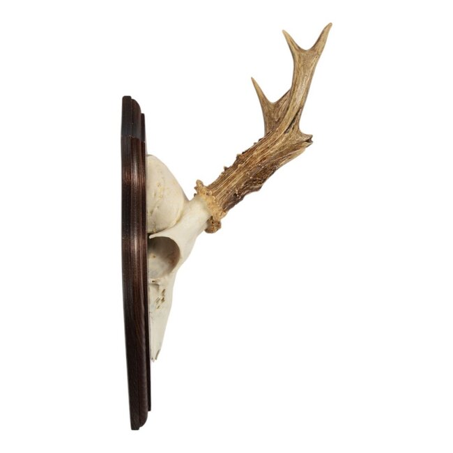 Mars & More trofee schedel reebok op hout 20cm