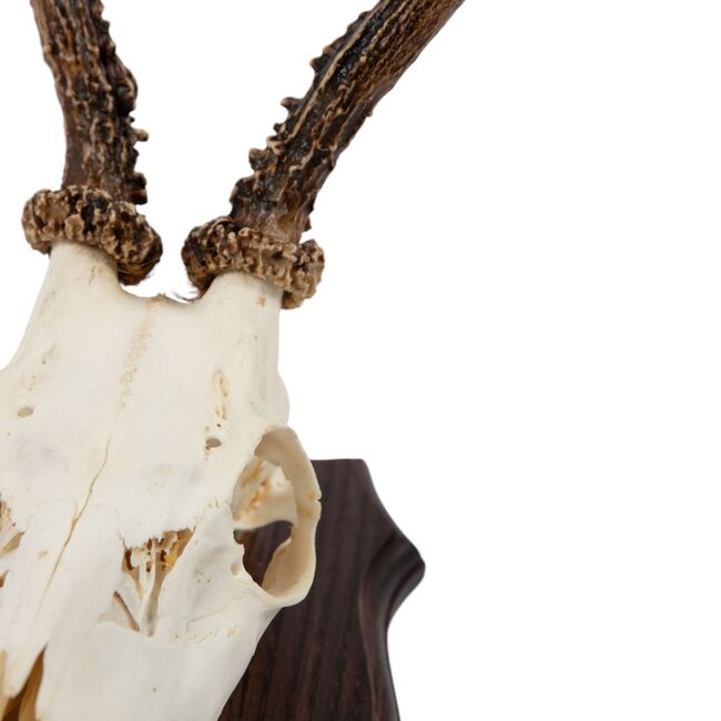 Mars & More trofee schedel reebok op hout 20cm
