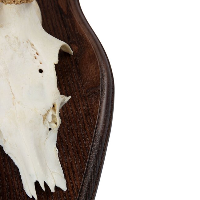 Mars & More trofee schedel reebok op hout 20cm