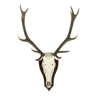Mars & More trofee schedel edelhert (pallet) (cervus elaphus linn*