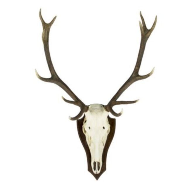 Mars & More trofee schedel edelhert (pallet) (cervus elaphus linn*