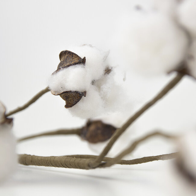 Mars & More siertak katoenplant 80cm*