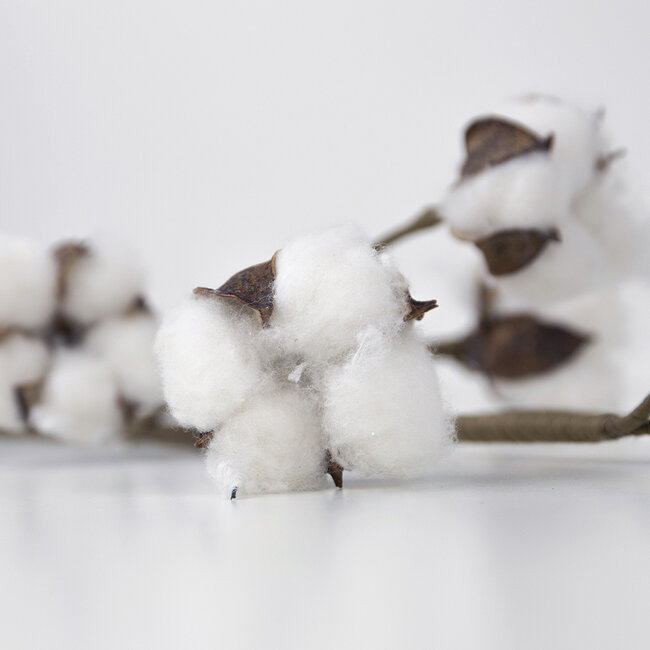 Mars & More siertak katoenplant 80cm*