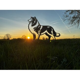 Schotse collie - Levensecht