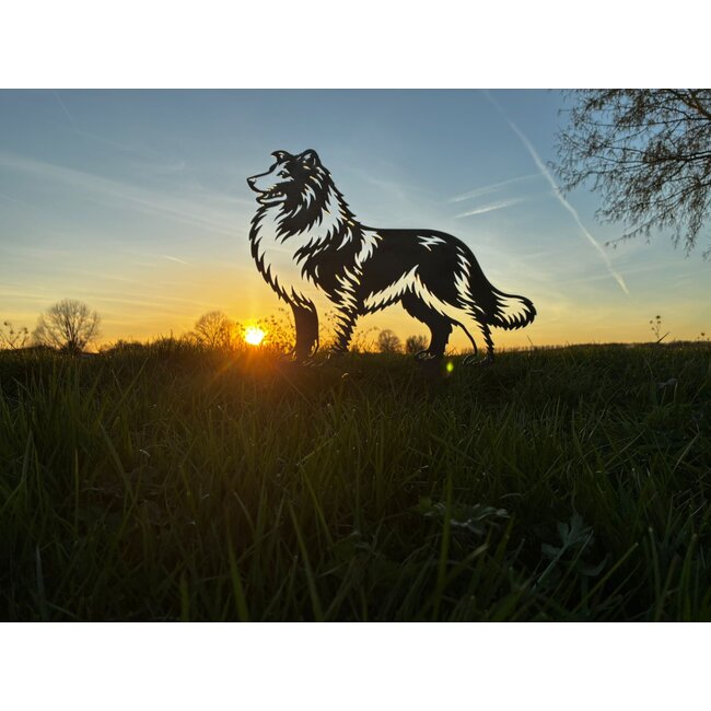 Schotse collie - Levensecht