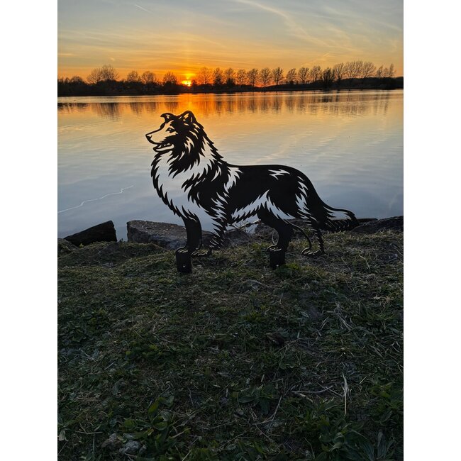 Schotse collie - Levensecht