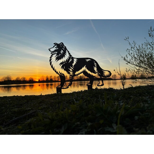 Schotse collie - Levensecht