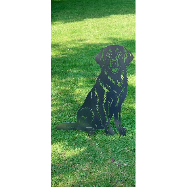 Flatcoat retriever - Levensecht