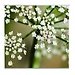 2Lif Romy Outdoor TextielPoster fotoprint 95x95cm