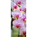 2Lif Banner Maaike 75 cm x 180 cm