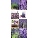 2Lif Banner Anika 75 cm x 180 cm