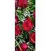 2Lif Banner Latoya 75 cm x 180 cm