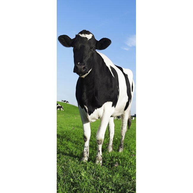 2Lif Banner Bella 75 cm x 180 cm