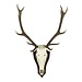 Mars & More trofee schedel edelhert (pallet) (cervus elaphus linn*