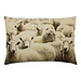 Mars & More canvas kussen schapen 40x60cm
