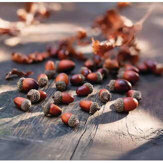 Dream-Living Eikeltjes 50 gram - herfstdecoratie