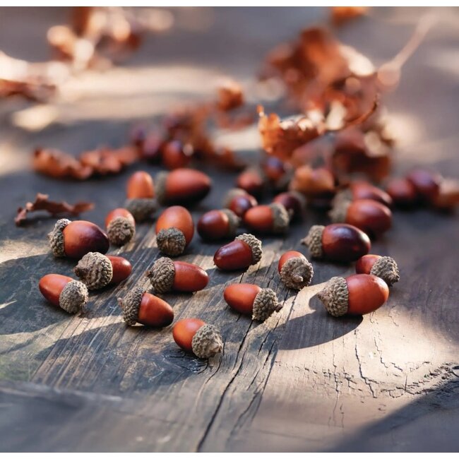 Dream-Living Eikeltjes 50 gram - herfstdecoratie