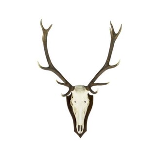 Mars & More trofee schedel edelhert (pallet) (cervus elaphus linn*