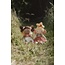 Little Dutch - Knuffelpop Fairy Evi - Fairy Garden